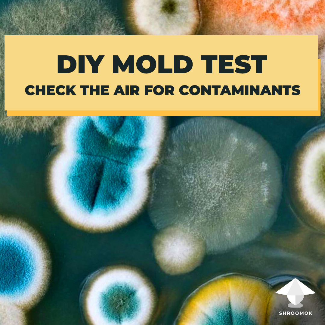 Air sampling in mycology. Detect mold contamination with DIY agar test
