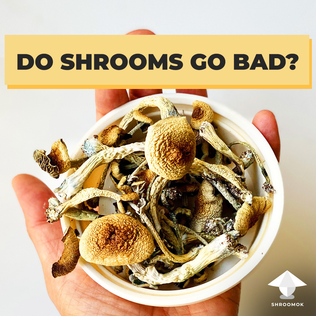 Do Shrooms Go Bad? How to Dry and Store Your Shrooms