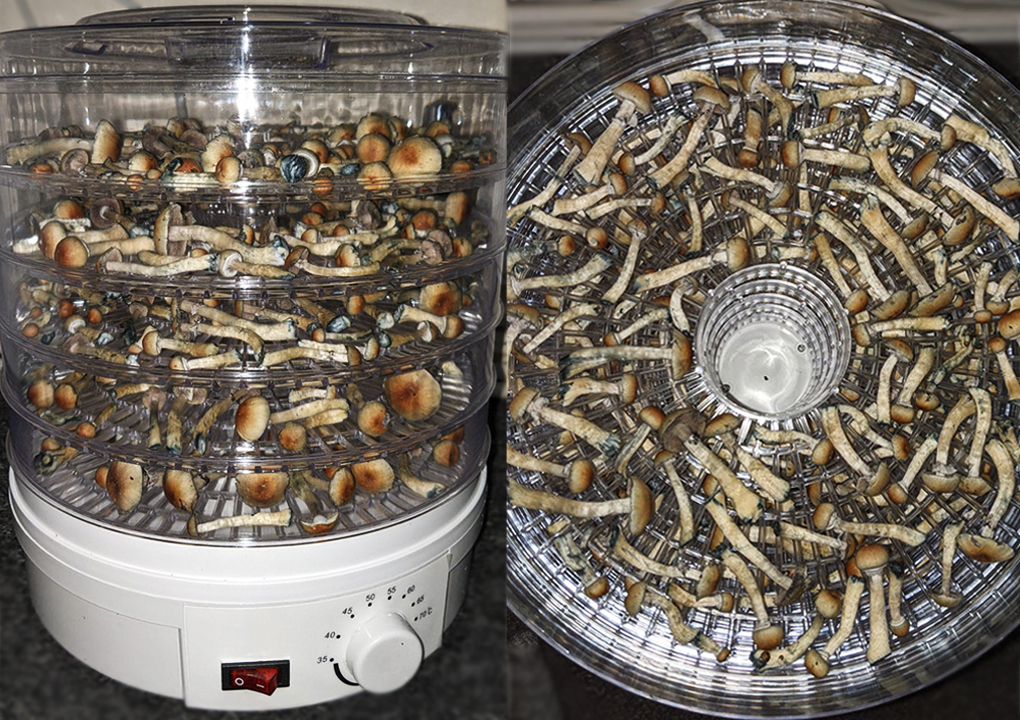 Different approaches to drying shrooms