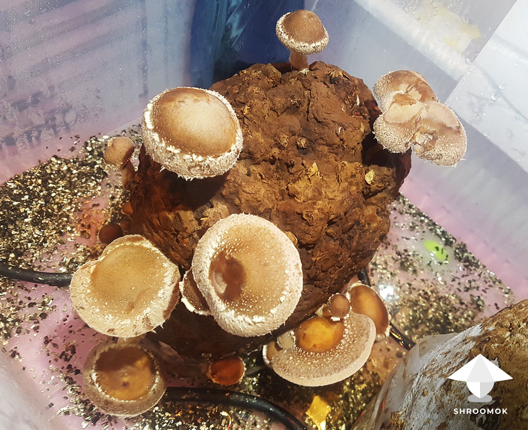How to Grow Your Own Shiitake Mushrooms