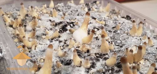 Psilocybe cubensis Thai strain (28th day after inoculation, 11th day in growbox)