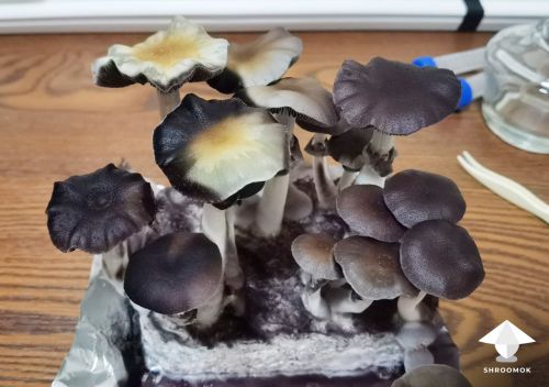 Spores on mushrooms and mycelium