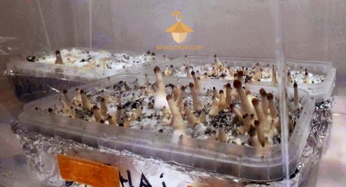 Psilocybe Cubensis Golden Teacher and Thai. 29 days after inoculation