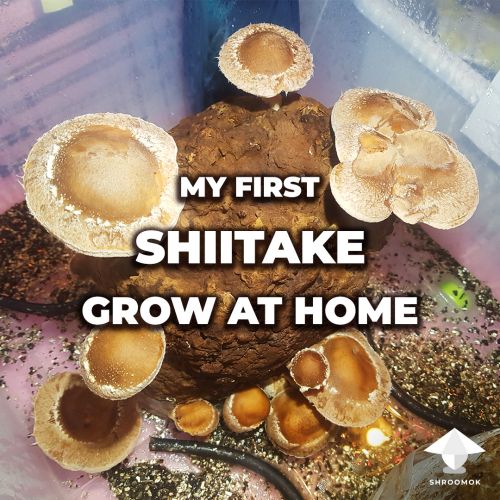 Shiitake mushroom cultivation guide