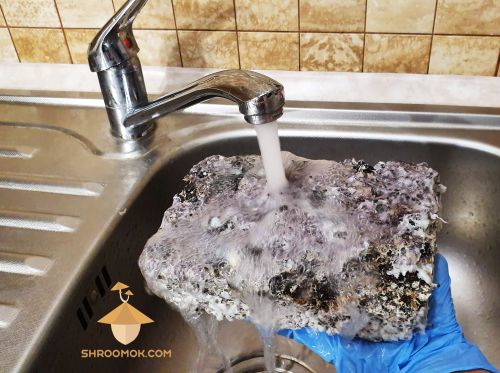 Rinse mushroom cake under running water before rehydration