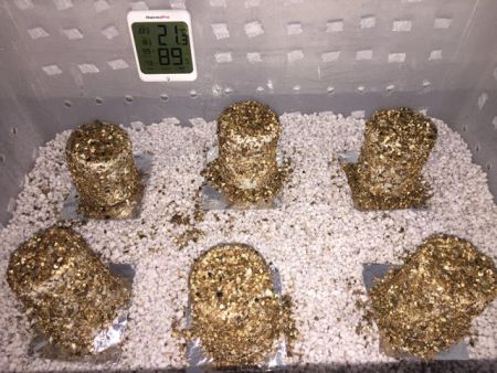 PF cakes in growbox. Perlite on the bottom