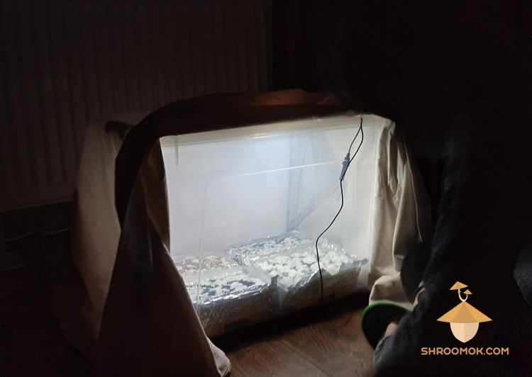 DIY Grow Box for Magic mushrooms. Fruiting conditions