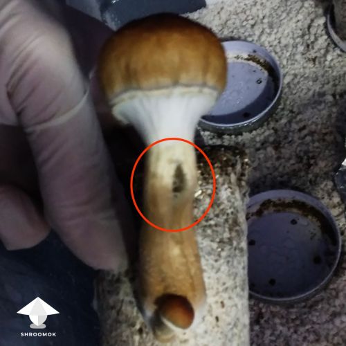 Mushroom stem cracked