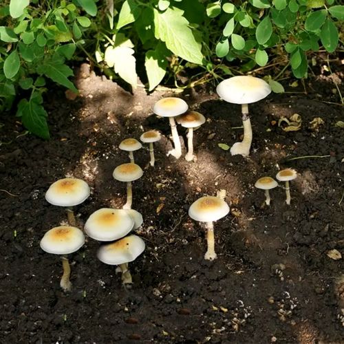 Psilocybe Natalensis cultivation outdoors