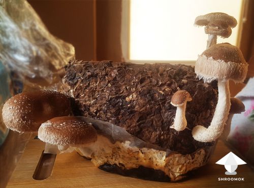 Shiitake mushroom cake fruiting