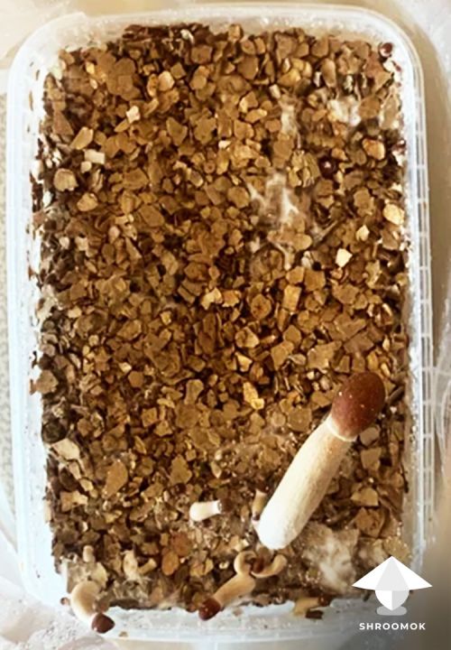 Vermiculite top layer for growkit