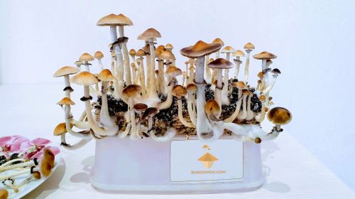 Small mushroom cake, P. Cubensis Brazil fruiting