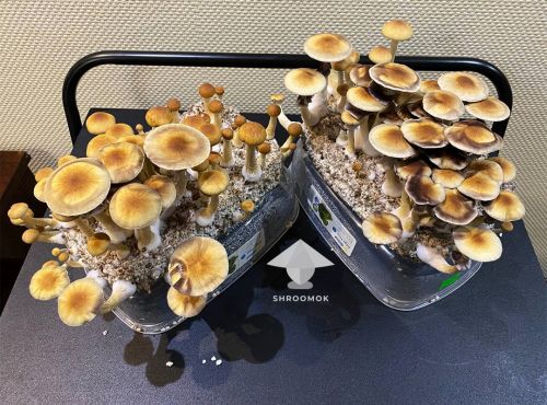 mushroom cakes, GT mushrooms fruiting