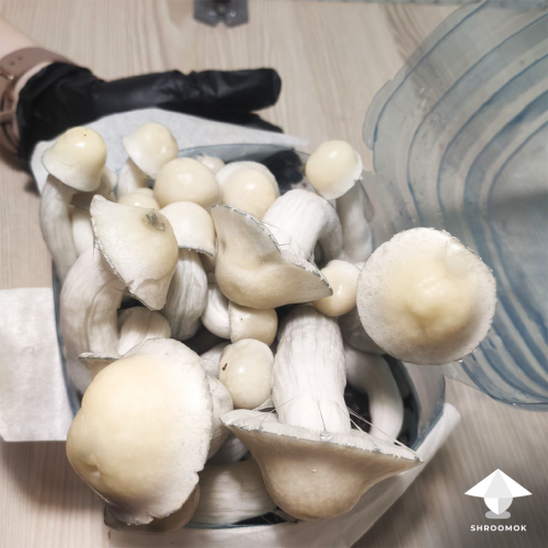 APE mushroom growing