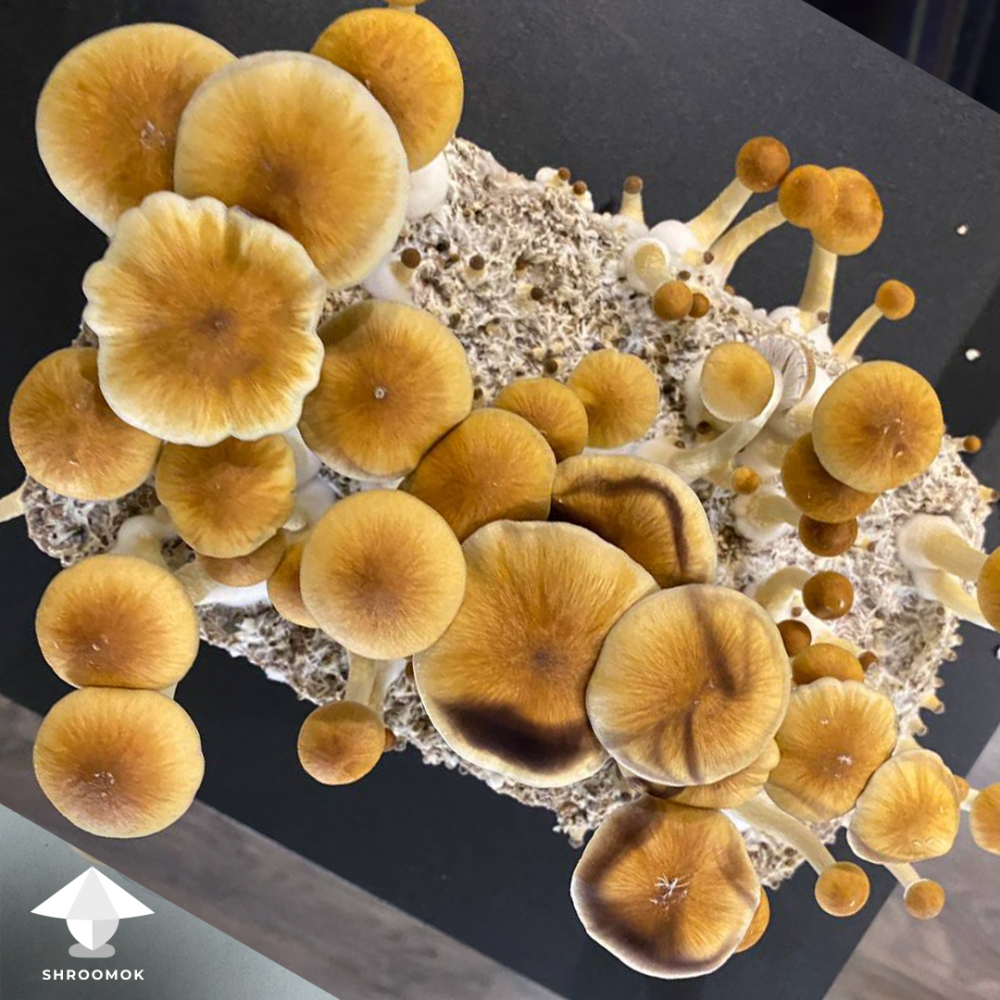 Magic mushroom harvesting time, first flush