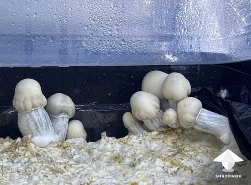 Side pins and side growing mushrooms in tub