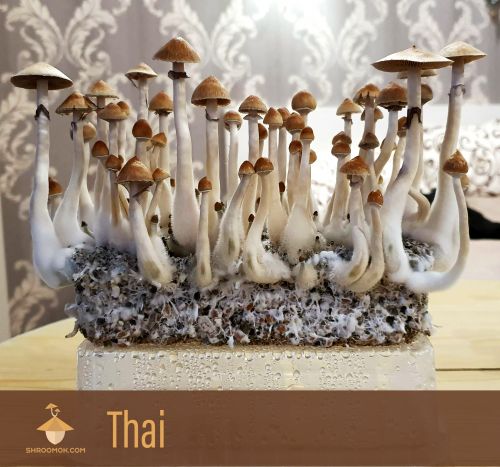 Fruiting Psilocybe Cubensis Thai strain. Second flush of harvesting period