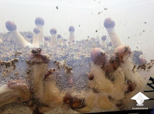 Side growing mushrooms in monotub