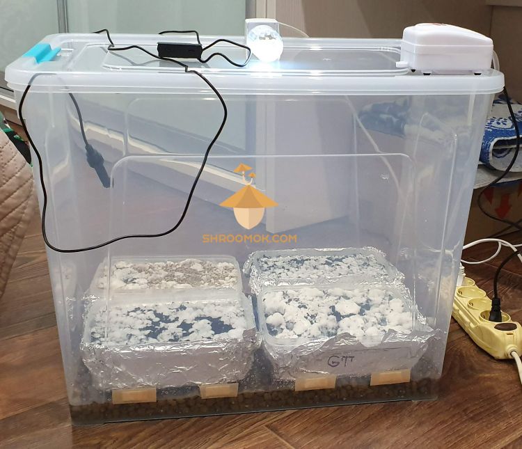 DIY Grow Box For Magic Mushrooms. Fruiting Conditions