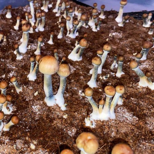 Bruises on psilocybin mushrooms after misting and fanning