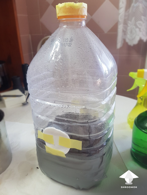 Magic mushroom cultivation in plastic bottle