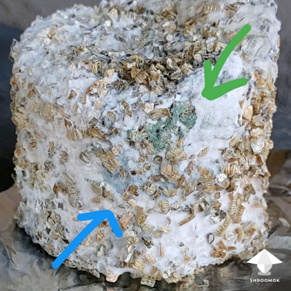 mycelium-bruises-or-mold-contamination