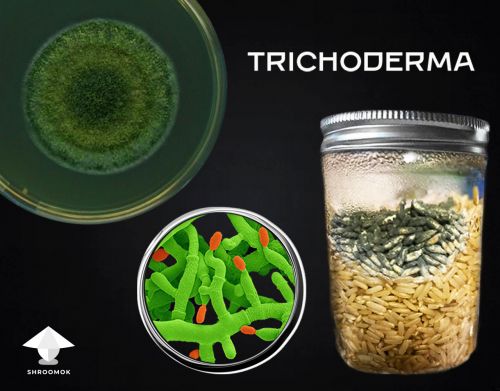 Trichoderma mold contamination in mushroom growing