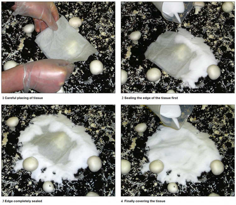 Salt application to control Cladobotryum spp cobweb. Credit: Helen Grogan, Teagasc and Richard Gaze, WHRI & ADAS