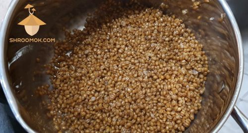 Wheat after boiling. Preparation substrate for growing psilocybin mushrooms