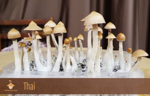 Psilocybe Cubensis Thai strain (cake 2). First flush of fruiting and harvesting period. 31 days after inoculation