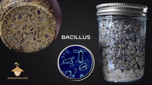 Bacillus contaminant. Bacterial contamination