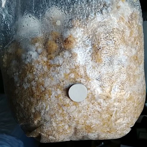 Recommended ratio of grain spawn to bulk substrate for mushroom growing