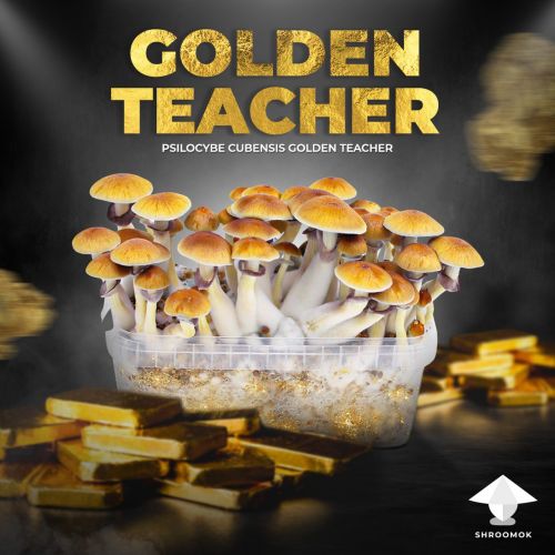 Golden Teacher mushrooms