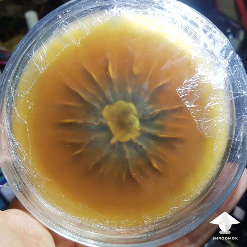 Psilocybe tampanensis on agar