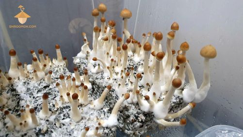 Psilocybe Cubensis Golden Teacher (on the left) and Thai (on the right). On the way of second flush of fruiting and harvesting period