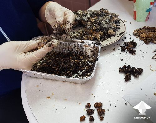 Magic truffles harvesting