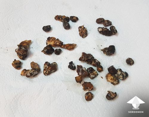 Small sclerotia stones of P. Tampanensis