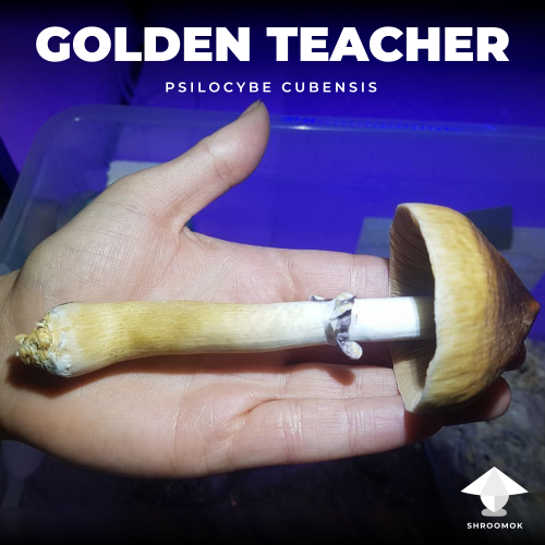 Giant golden teacher mushroom