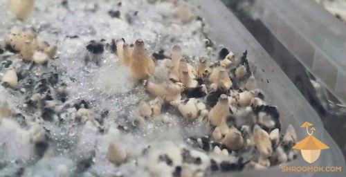 First psilocybin mushrooms appearance. Thai strain with using cold-shock