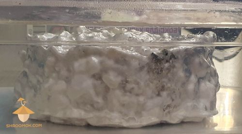 Mycelium overlay and rehydration