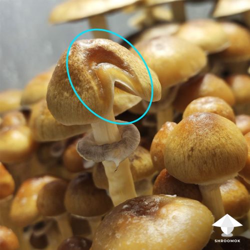 Mushroom cap with bacterial blotch contamination has golden yellow color and sunken lesions