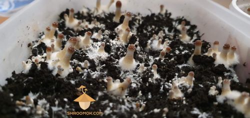 Psilocybe Cubensis Brazil. 30 days after inoculation and 8 days in growbox