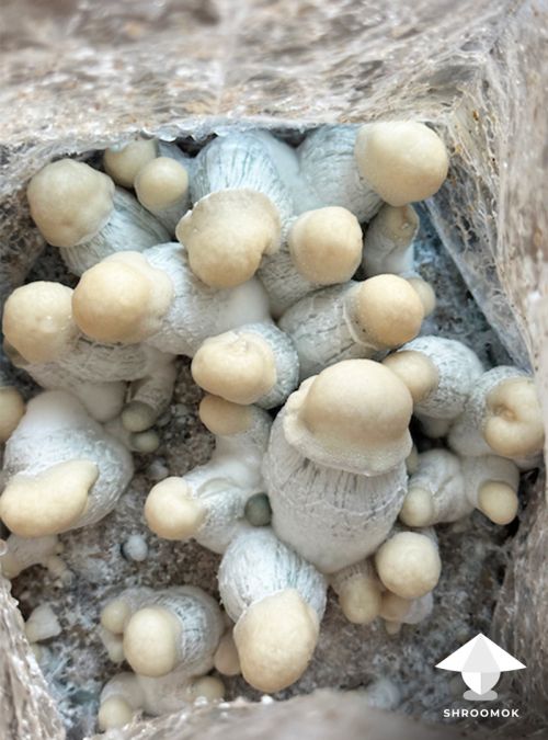 Caspers Ghost magic mushroom fruiting