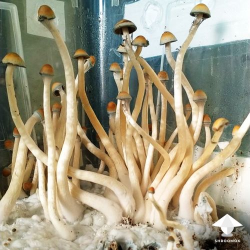 Psilocybe Natalensis magic mushroom growing