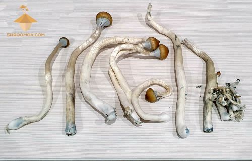 Psilocybe Cubensis Golden Teacher harvest. Fourth flush of fruiting and harvesting