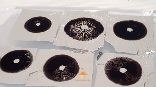 Magic mushroom spore print