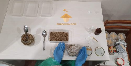 Casing procedure for magic mushrooms