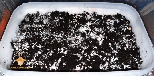 Growing magic mushrooms. Psilocybe Cubensis (Brazil strain). 28 days after inoculation