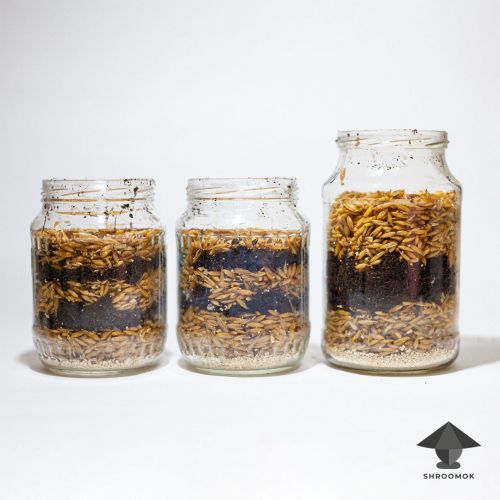 Layers of grain substrate with coco coir in jars for sclerotia aka magic truffles growing