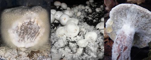 Cobweb disease on magic mushrooms, edibles and wild fungi